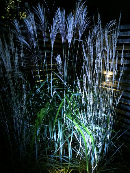 Medusa Schwarz Von Lightson - Schön ist es beispielsweise, mit dem Grünfilter das Grün der Pflanze auch nach Einbruch der Dunkelheit nachzubilden.