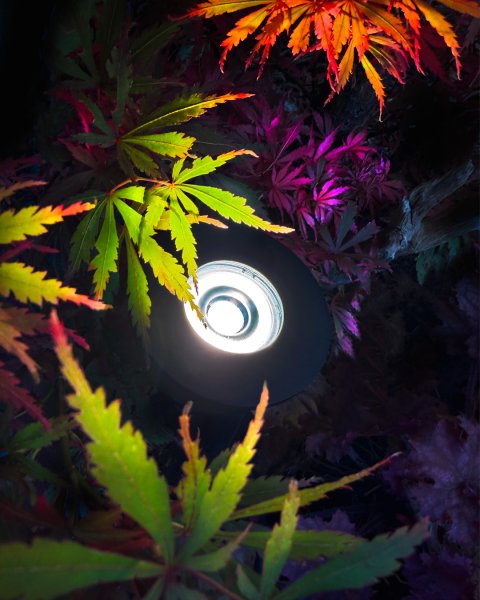 Luminius Dunkelgrau Von Lightson - Eine Lampe mit engem Abstrahlwinkel (15&deg;), die sich ideal f&uuml;r B&auml;ume eignet, bei denen der Stamm hervorgehoben oder die gesamte Baumkrone ausgeleuchtet werden soll, beispielsweise bei hohen Kiefern und Birken.