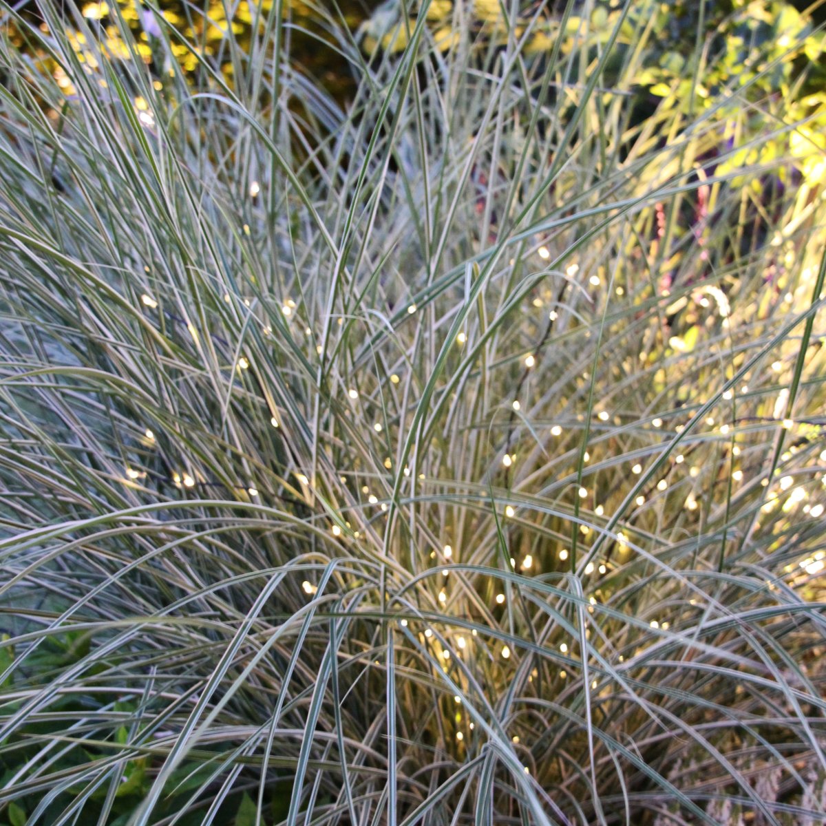 Twiggy Schwarz Von Lightson - Dies erm&ouml;glicht eine gr&ouml;&szlig;ere Flexibilit&auml;t, wenn Sie sie beispielsweise in einem Blumenbeet oder vielleicht in einem Topf auf der Terrasse haben m&ouml;chten.