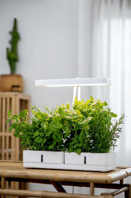 Pflanzenlampe Daisy Weiß Von Airam - Das Lichtspektrum erzeugt rotes Licht, das f&uuml;r Pflanzen wichtig ist und ihnen beim Wachsen hilft.