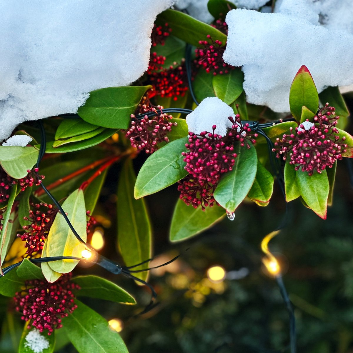 Net Dunkelgrün Von Lightson - Schalten Sie das Licht ein und erfreuen Sie sich an einer glatten und wundersch&ouml;n schimmernden Busch- oder Baumkrone, sowohl zu Weihnachten als auch zu anderen festlichen Anl&auml;ssen.