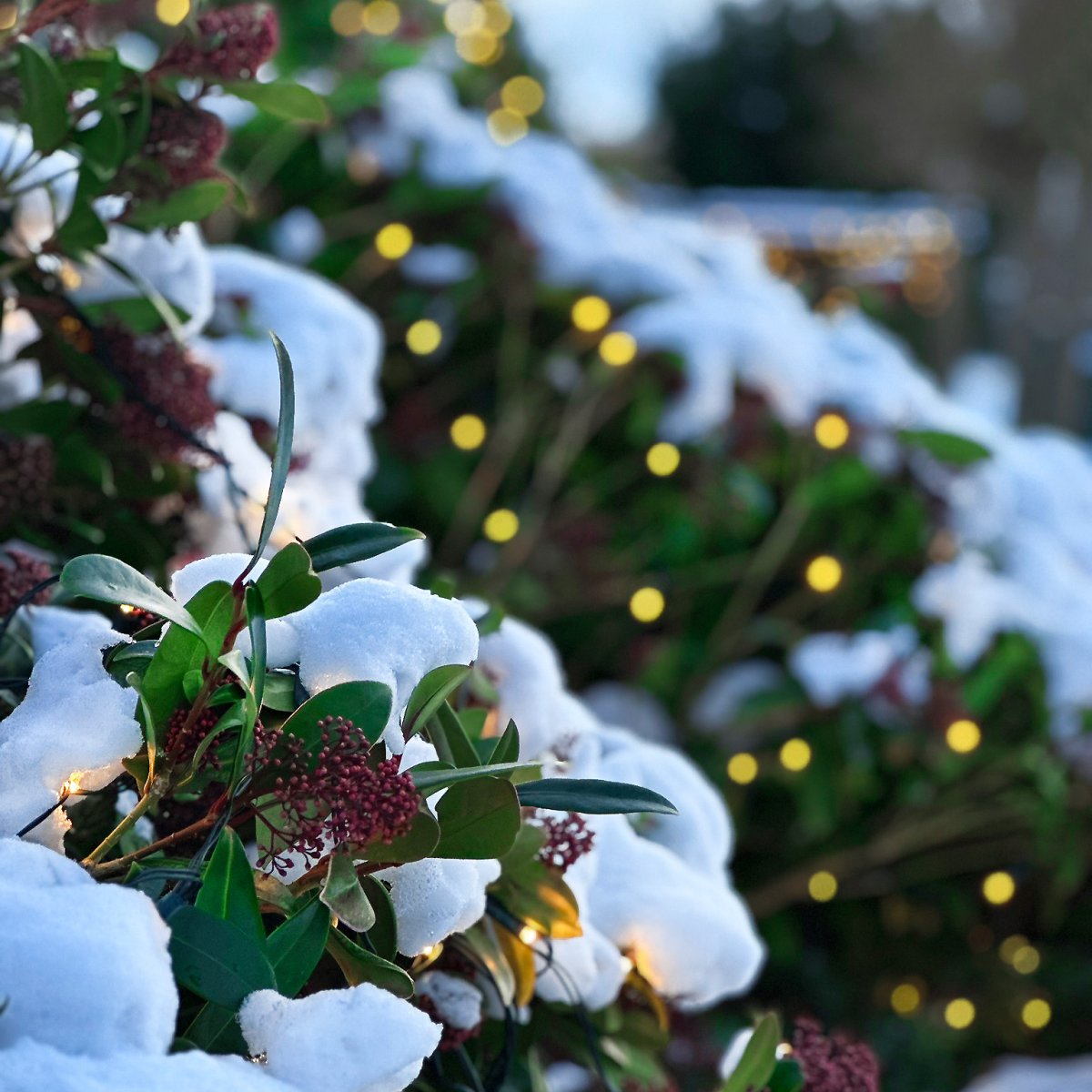 Net Dunkelgrün Von Lightson - Schalten Sie das Licht ein und erfreuen Sie sich an einer glatten und wundersch&ouml;n schimmernden Busch- oder Baumkrone, sowohl zu Weihnachten als auch zu anderen festlichen Anl&auml;ssen.