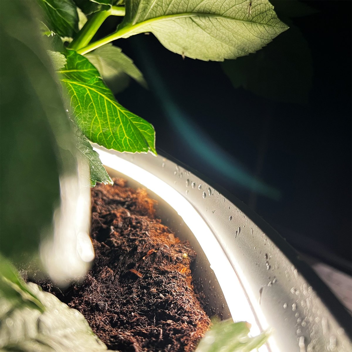 Strip (5m) Weiß Von Lightson - Der biegsame und flexible Lichtstreifen Strip (5m mit 3m Starterkabel) bietet ein homogenes warmweißes Licht, perfekt für Bereiche, deren Ausleuchtung manchmal schwierig sein kann und wo Sie Linien im Garten oder an Fassaden verstärken möchten.