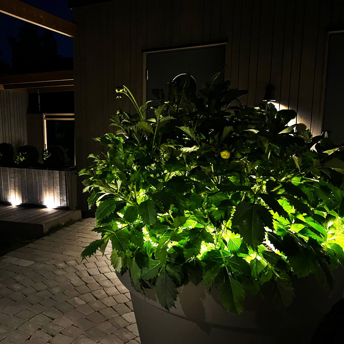 Strip (5m) Weiß Von Lightson - Der biegsame und flexible Lichtstreifen Strip (5m mit 3m Starterkabel) bietet ein homogenes warmweißes Licht, perfekt für Bereiche, deren Ausleuchtung manchmal schwierig sein kann und wo Sie Linien im Garten oder an Fassaden verstärken möchten.