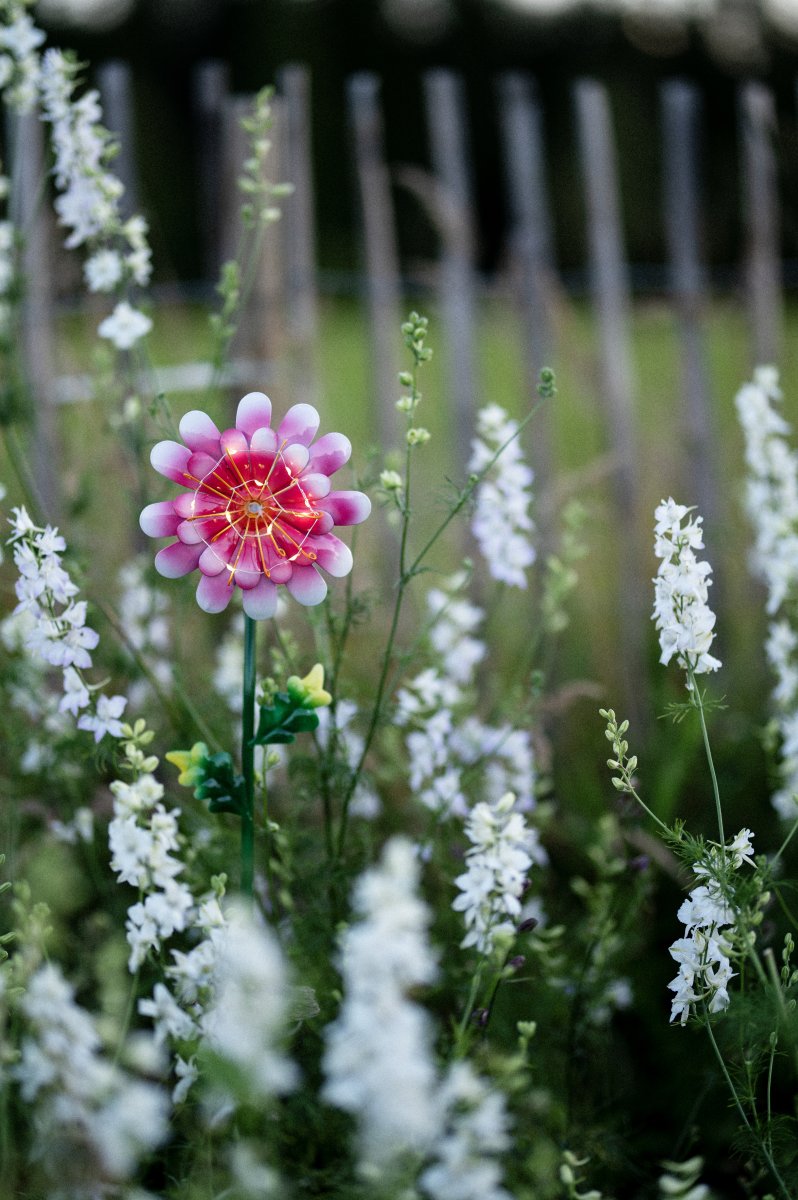 Daisy Rosa solarleuchte Von Star Trading - Die ausgeschnittene Metallblume ist eine schöne Dekoration und lässt sich leicht in eine Bepflanzung im Garten oder auf einen Tisch stellen.