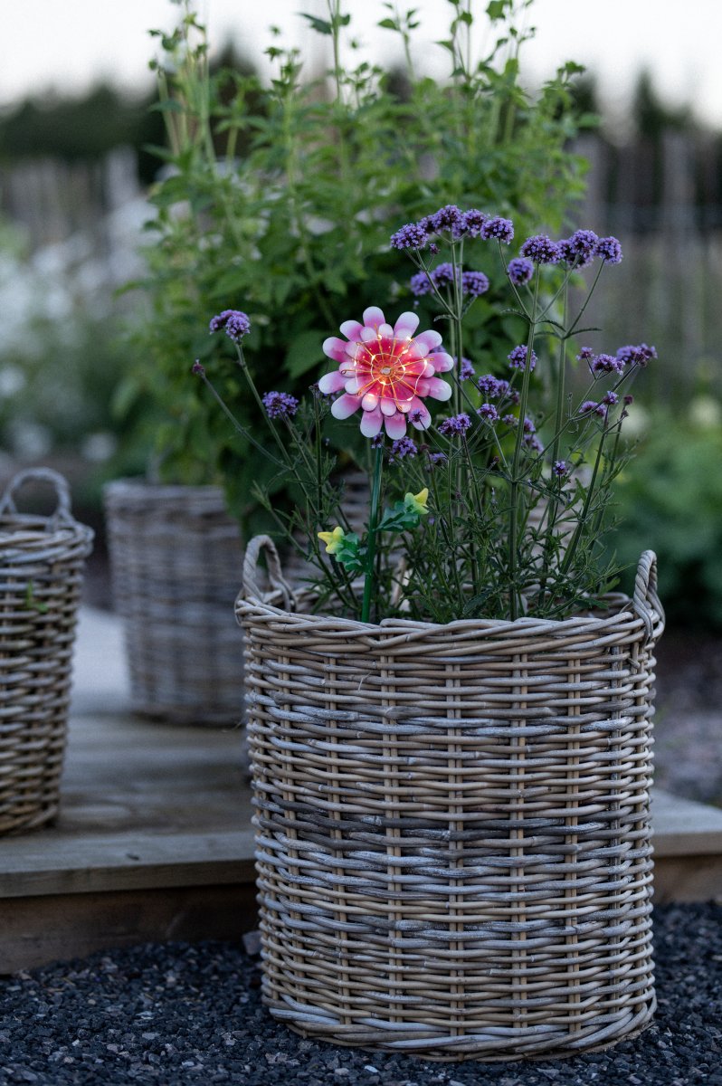 Daisy Rosa solarleuchte Von Star Trading - Die ausgeschnittene Metallblume ist eine schöne Dekoration und lässt sich leicht in eine Bepflanzung im Garten oder auf einen Tisch stellen.