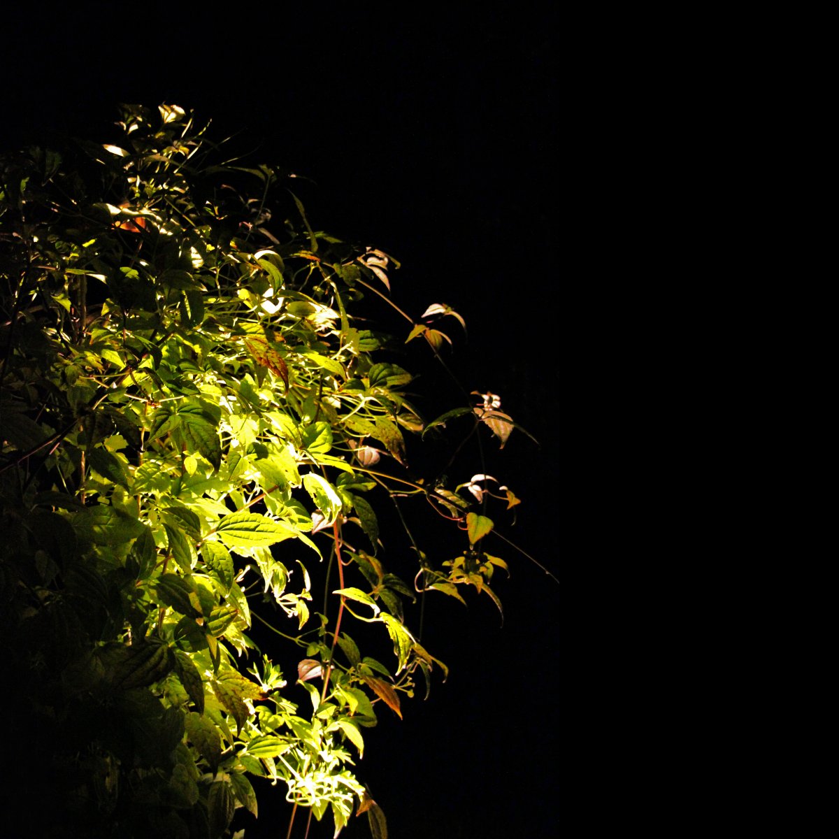 Luminus Schwarz Von Lightson - Eine Lampe mit enger Lichtverteilung, die sich f&uuml;r B&auml;ume eignet, bei denen der Stamm hervorgehoben werden soll oder bei denen das Licht bis ganz nach oben reichen soll, zum Beispiel bei hohen Kiefern und Birken.