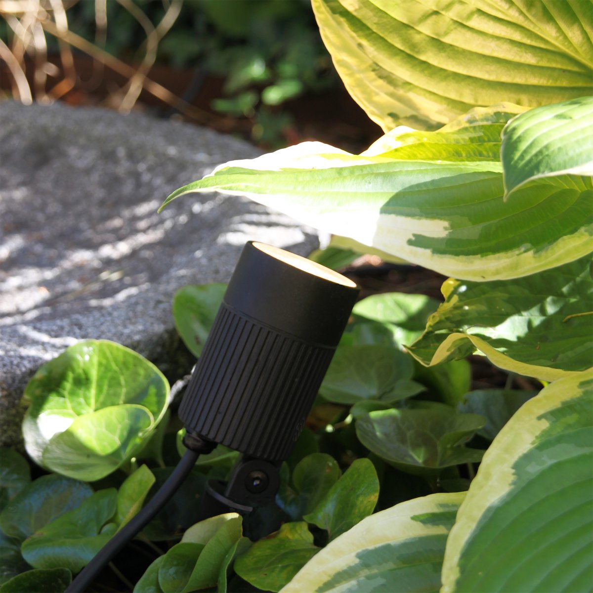 Medusa Schwarz Von Lightson - Schön ist es beispielsweise, mit dem Grünfilter das Grün der Pflanze auch nach Einbruch der Dunkelheit nachzubilden.