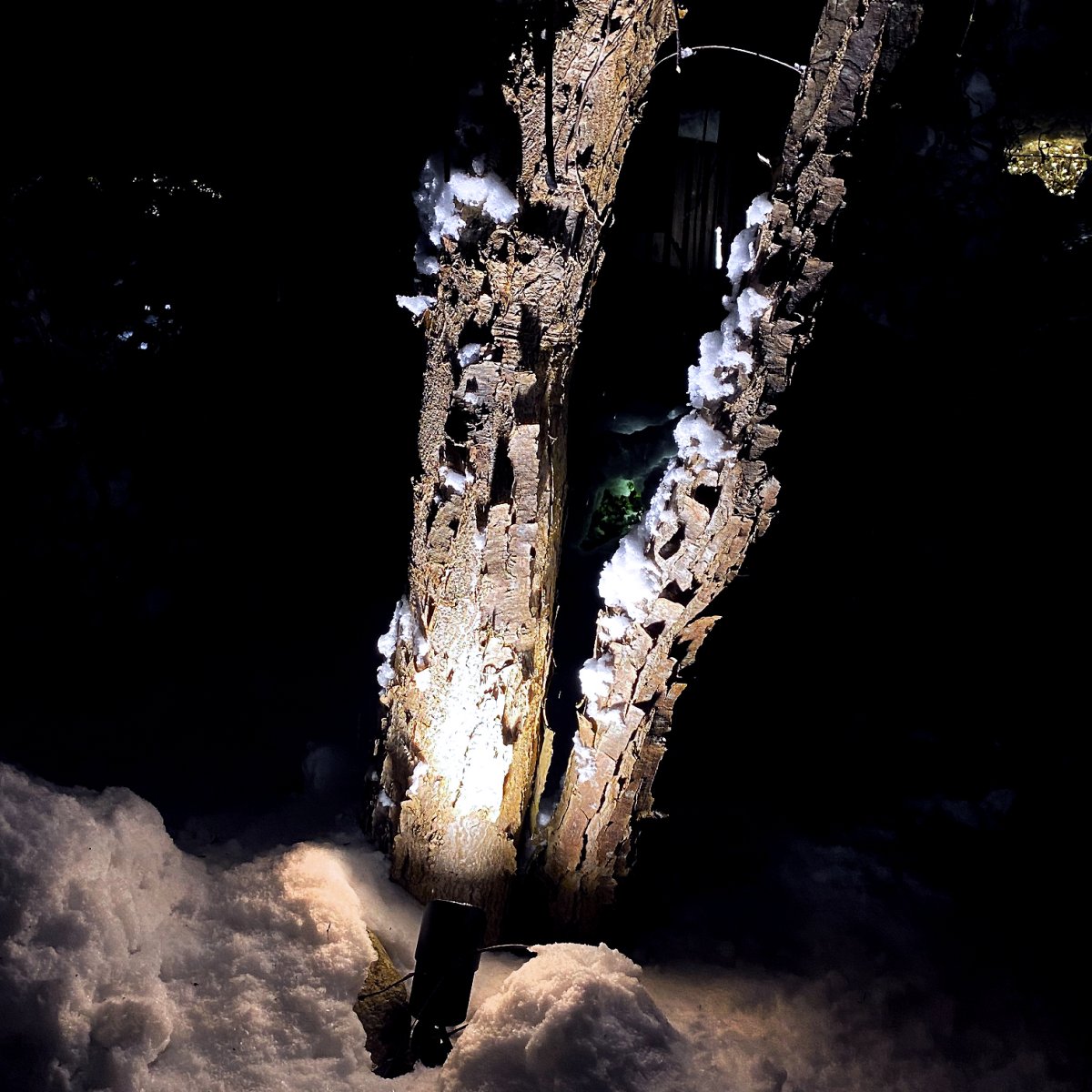 Medusa Schwarz Von Lightson - Schön ist es beispielsweise, mit dem Grünfilter das Grün der Pflanze auch nach Einbruch der Dunkelheit nachzubilden.