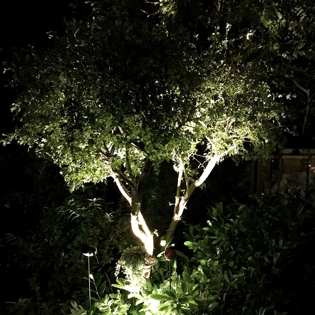 Medusa Schwarz Von Lightson - Schön ist es beispielsweise, mit dem Grünfilter das Grün der Pflanze auch nach Einbruch der Dunkelheit nachzubilden.