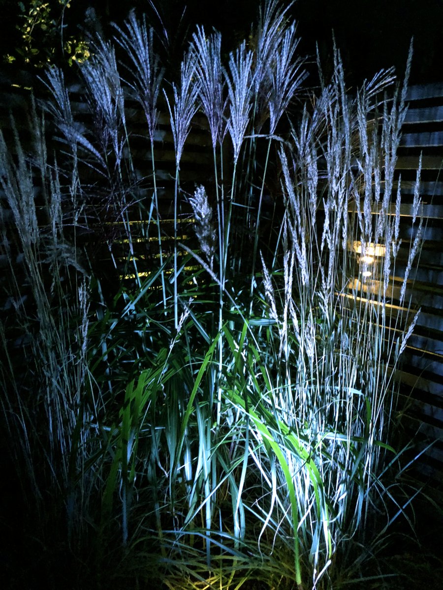 Medusa Schwarz Von Lightson - Schön ist es beispielsweise, mit dem Grünfilter das Grün der Pflanze auch nach Einbruch der Dunkelheit nachzubilden.