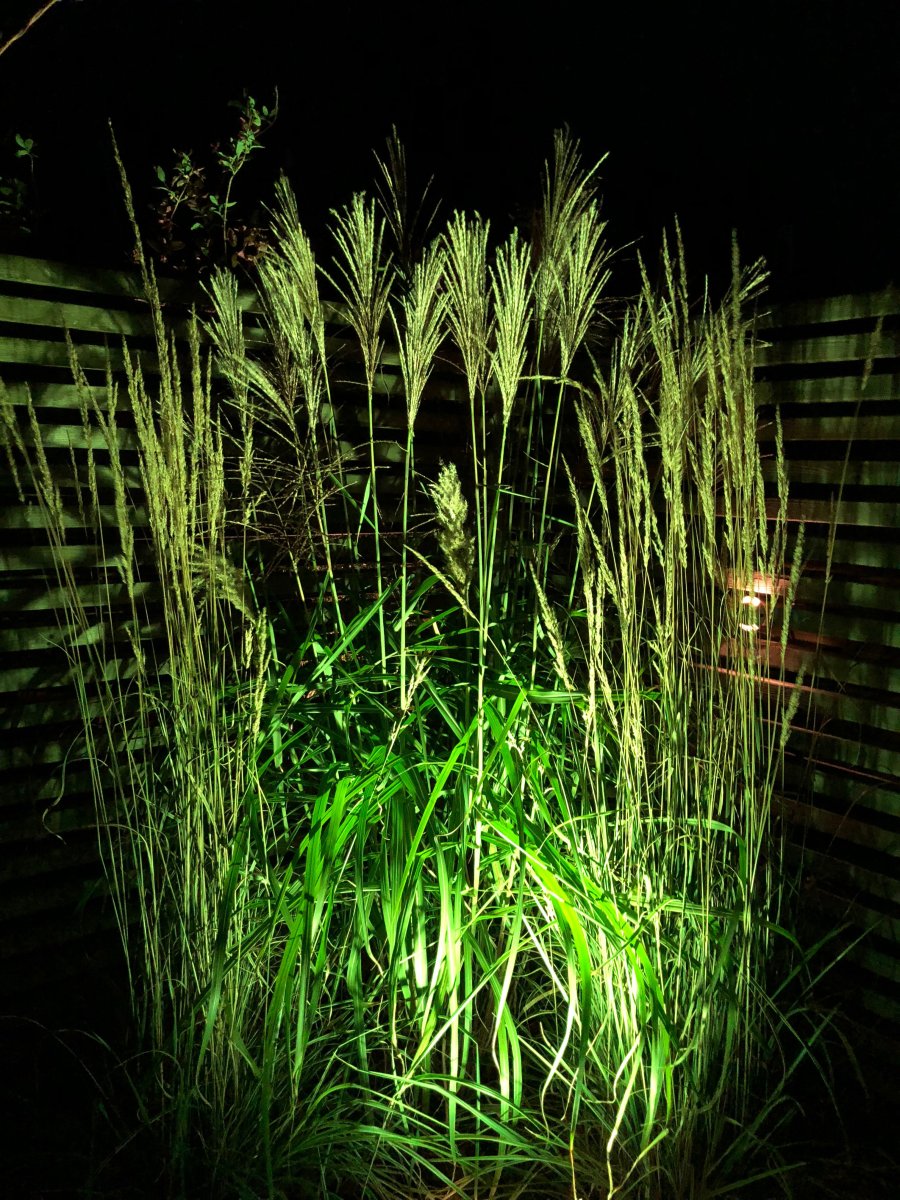 Medusa Schwarz Von Lightson - Schön ist es beispielsweise, mit dem Grünfilter das Grün der Pflanze auch nach Einbruch der Dunkelheit nachzubilden.