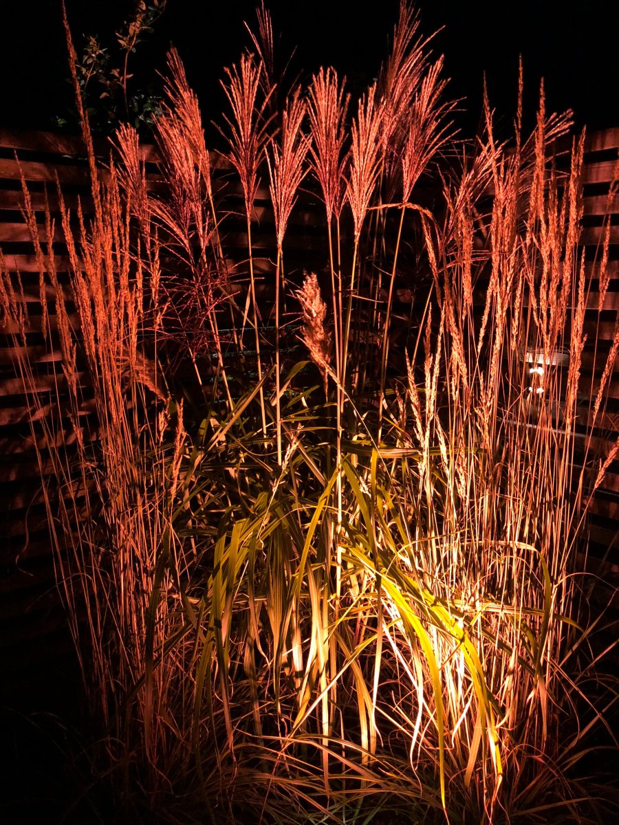 Medusa Schwarz Von Lightson - Schön ist es beispielsweise, mit dem Grünfilter das Grün der Pflanze auch nach Einbruch der Dunkelheit nachzubilden.