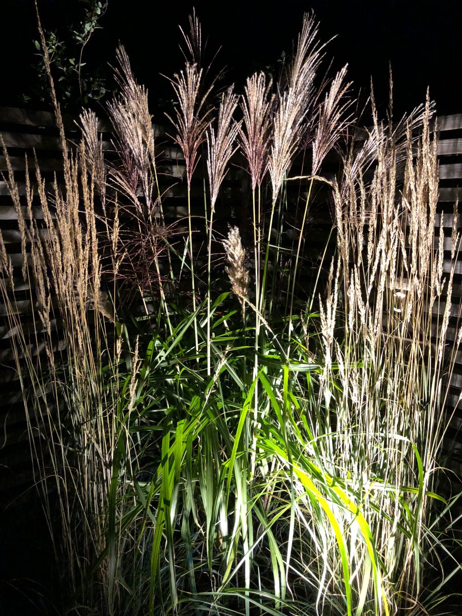 Medusa Schwarz Von Lightson - Schön ist es beispielsweise, mit dem Grünfilter das Grün der Pflanze auch nach Einbruch der Dunkelheit nachzubilden.