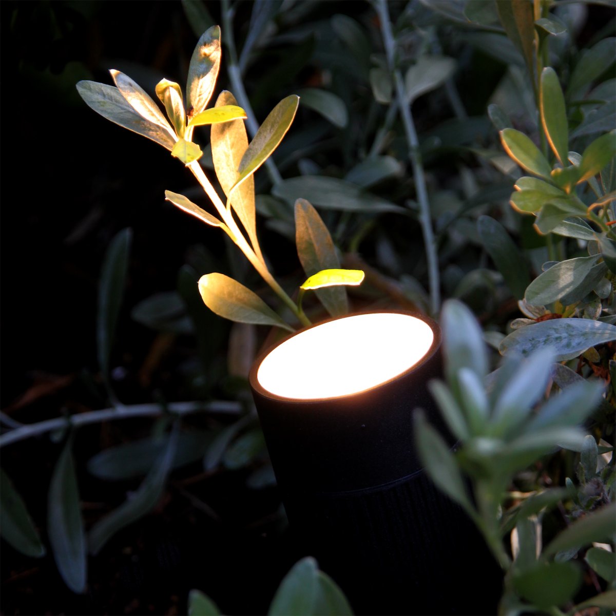 Medusa Schwarz Von Lightson - Schön ist es beispielsweise, mit dem Grünfilter das Grün der Pflanze auch nach Einbruch der Dunkelheit nachzubilden.