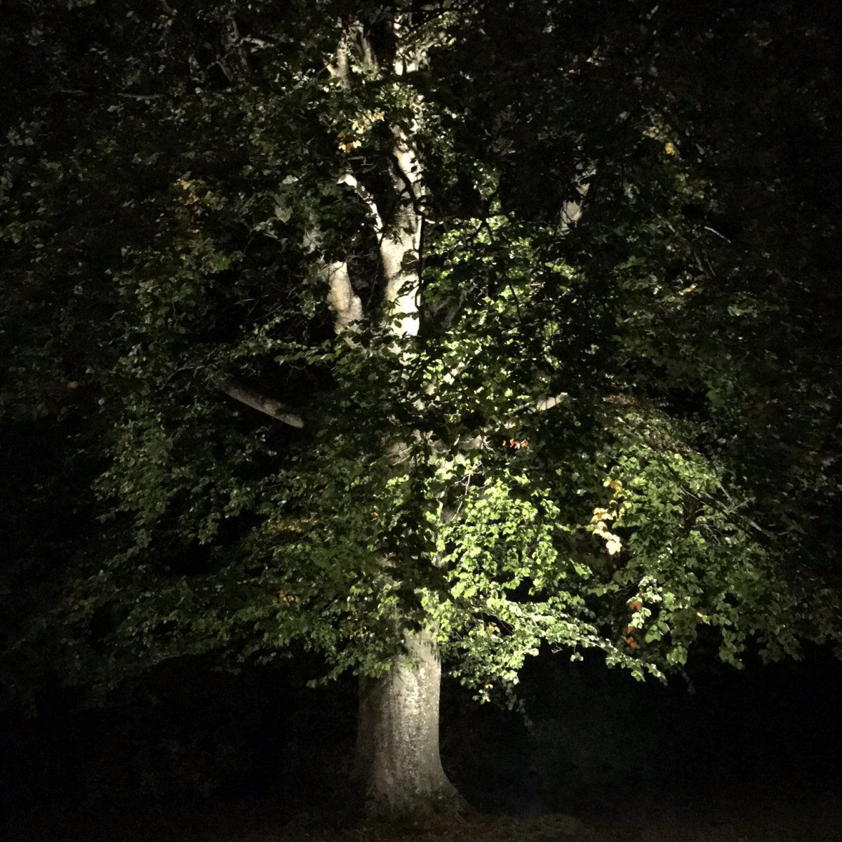Castor Schwarz Von Lightson - In einem Garten besteht der Hauptzweck normalerweise darin, den Rasenmäher und die Stolpergefahr für beispielsweise spielende Kinder zu vermeiden, aber auch, die Lampe selbst nicht zu sehen.