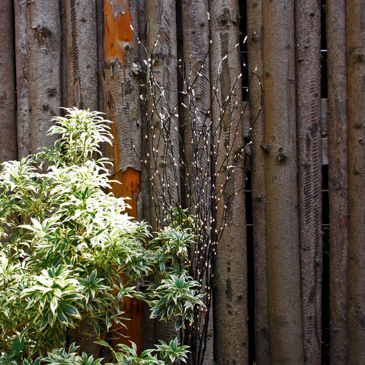 Twiggy Schwarz Von Lightson - Dies erm&ouml;glicht eine gr&ouml;&szlig;ere Flexibilit&auml;t, wenn Sie sie beispielsweise in einem Blumenbeet oder vielleicht in einem Topf auf der Terrasse haben m&ouml;chten.