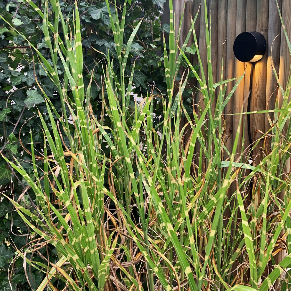 Nero Schwarz Von Lightson - Ein flexibles und günstiges 12-Volt-System (sichere Kleinspannung) für Ihren Garten, das Sie einfach selbst installieren und später bei Bedarf auf bis zu 50 Meter erweitern können.