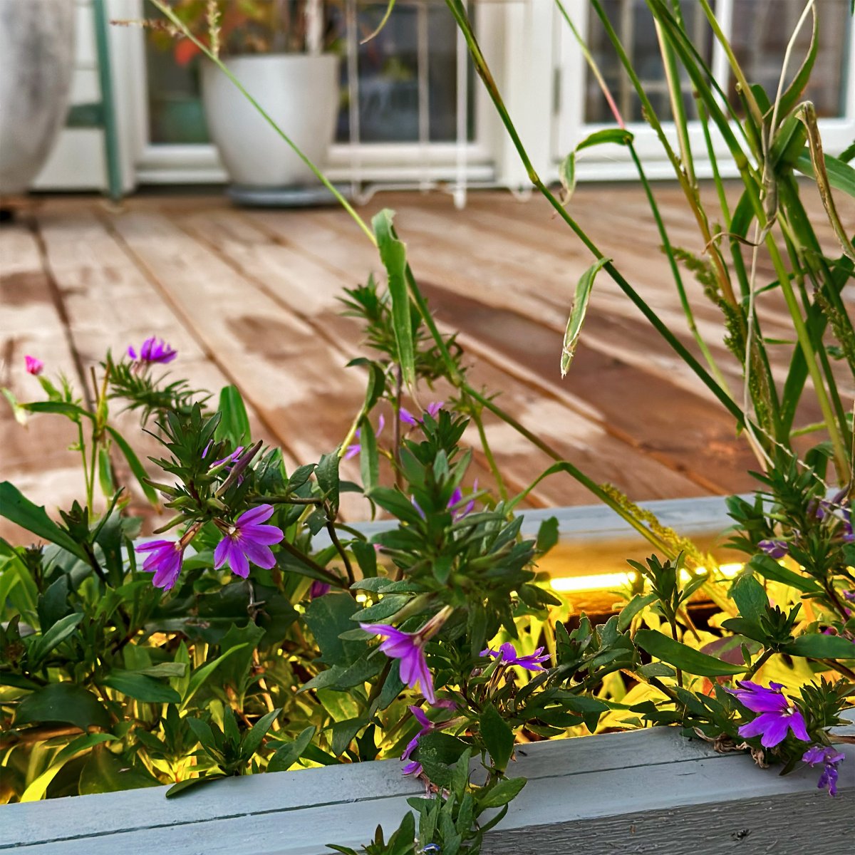 Strip (5m) Weiß Von Lightson - Der biegsame und flexible Lichtstreifen Strip (5m mit 3m Starterkabel) bietet ein homogenes warmweißes Licht, perfekt für Bereiche, deren Ausleuchtung manchmal schwierig sein kann und wo Sie Linien im Garten oder an Fassaden verstärken möchten.