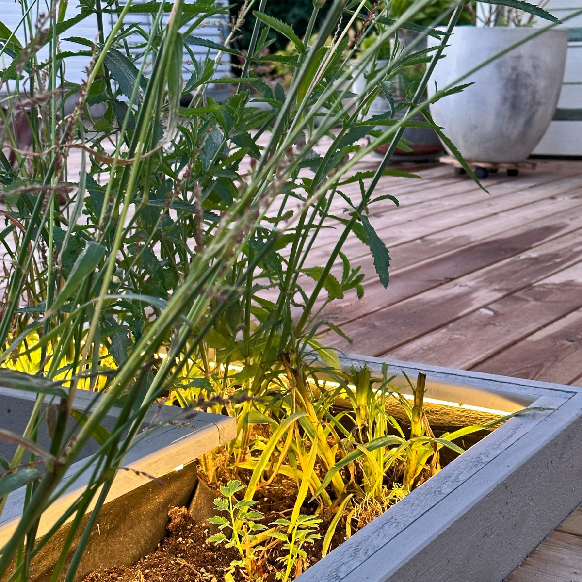 Strip (2.5m) Transparent Von Lightson - Sie können es auch an der Innenseite eines Topfes oder am Rand eines Blumenbeets anbringen, wo es schwierig sein kann, einen schönen und gleichmäßigen Lichtfluss zu erreichen.